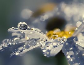 The raindrops on the white petals of flowers
