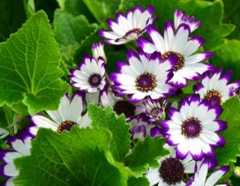 White flowers with purple petals peaks and green leaves
