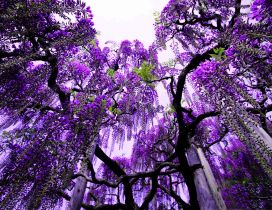 Purple flowers in the trees - Abstract wallpaper