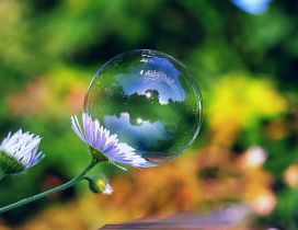 A big bubble on a white flower