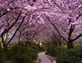 Cherry trees blossoms in the garden - Petals on the path