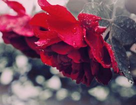 Red roses full of rainwater - HD Wallpaper