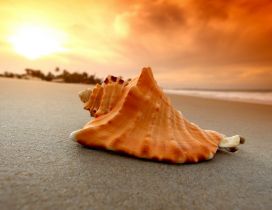 A shell in the sand on the beach