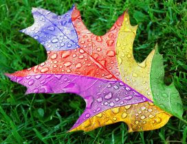 A rainbow leaf on the grass with rain drops