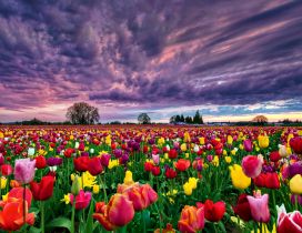 A beautiful field with colorful tulips under the dark sky