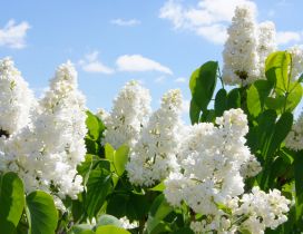 The beautiful white lilac is blooming