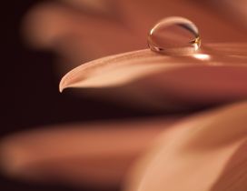 One water drop on a flower petal