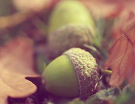 The acorn fell between dry leaves