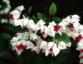 Beautiful white and red flowers on the branch