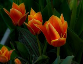 Beautiful orange tulips - Spring Flowers