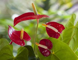 Red calla flowers - Exotic flowers