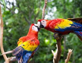 A kiss between two colorful and sweet parrots