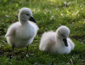 Two white chicks of goose on grass