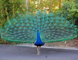 A beautiful peacock with blue feathers on the road