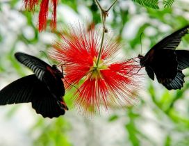 Two black butterfly on a interesting red flower