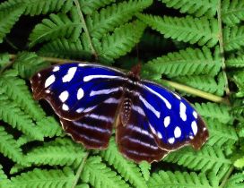Beautiful blue, brown and white butterfly on the leaves