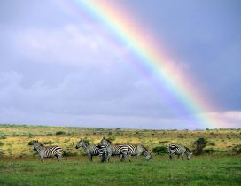 Six zebras on the field under the blue sky with rainbow