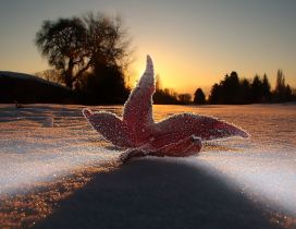 A red ice leaf on the snow - Winter season