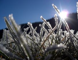 Frozen grass in sunlight and blue sky