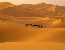 Five camels on the hills in the desert