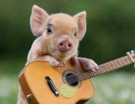 A small pig with a guitar - animal wallpaper