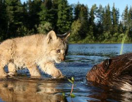 A cute linx in the river water