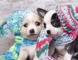 Two cute puppies with hats and scarves