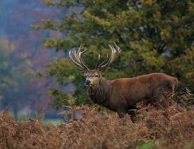 A deer in the thickets - Animal wallpaper