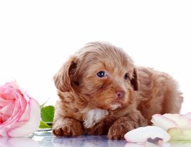 Brown puppy near the pink rose and many petals
