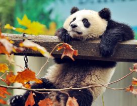 A panda bear on a wood - Wild animal