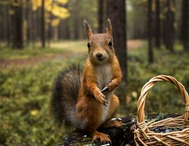 A squirrel with a basket in the forest