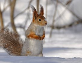 A white and brown squirrel on the snow