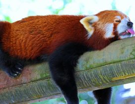 A lesser panda with tongue out sleeps on the wood