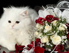 White cat with bushy fur near a bouquet of roses