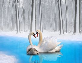 Couple swan on the blue water of river in the forest