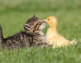 Cut kitten and chicken duck in the grass