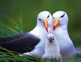 Couple birds with their baby on the nest - Birds family