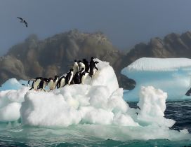 Many penguins on a iceberg - Antarctica wallpaper
