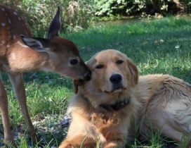 A dog and a deer - Love moment