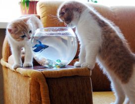 Two cute cats chasing fish in aquarium