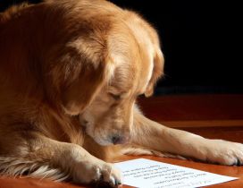 A dog reading the paper - Funny wallpaper