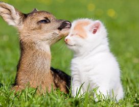 A baby deer and white kitten on the grass - Love moment