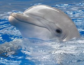 Gray dolphin swims in the blue water