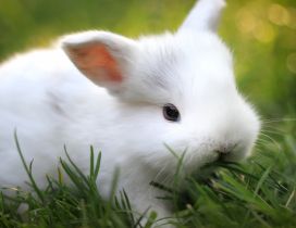 A cute white rabbit eat the grass
