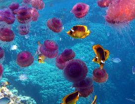 Pink jellyfish and many other fish underwater