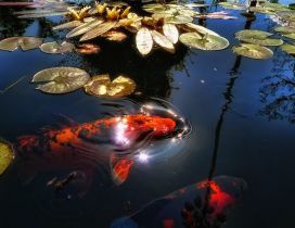 Orange fish swims between lily in the sunlight