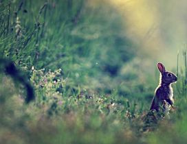 Gray hare in the green grass - Wild animal