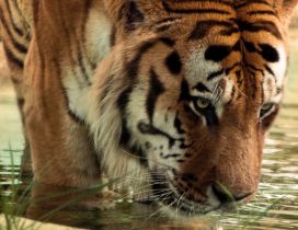A tiger drinks water from the river