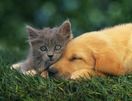 Gray kitten and a puppy on the grass - Love moment