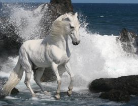 Beautiful white horse beside the rocks in the water